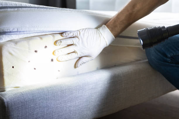 Best Affordable Pest Control Services  in Lexington, MO