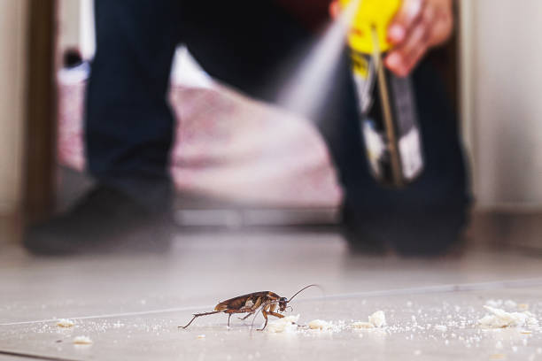 Best Flea Control Services  in Lexington, MO